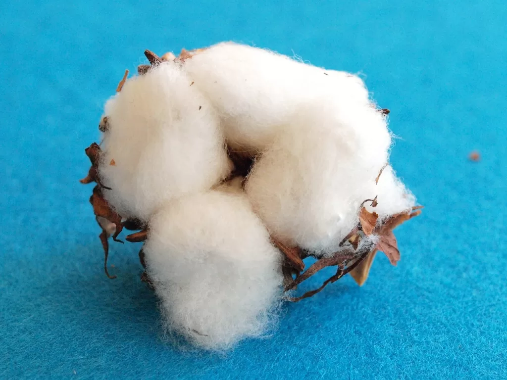 can cotton absorb sound